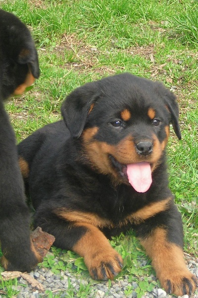 Publication : De chatoisillon Auteur : Annick Willkomm