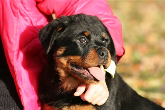 Publication : De chatoisillon Auteur : Stéph&Philippe