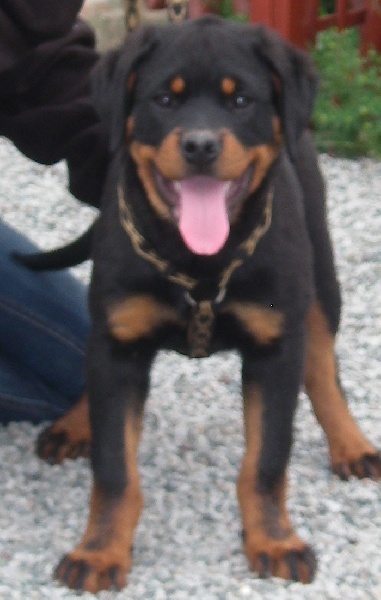 Publication : De chatoisillon Auteur : Annick Willkomm