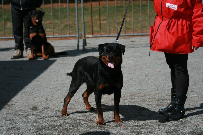 Publication : De chatoisillon Auteur : Stéph&Philippe