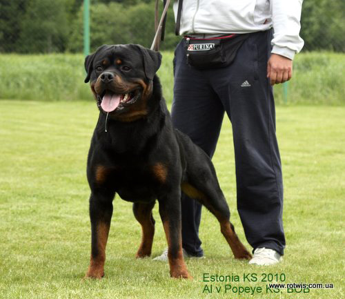 CH. Eragon dit gruss from house rotvis