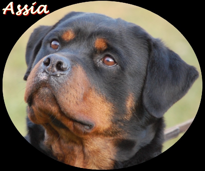 Publication : De chatoisillon Auteur : annick Willkomm