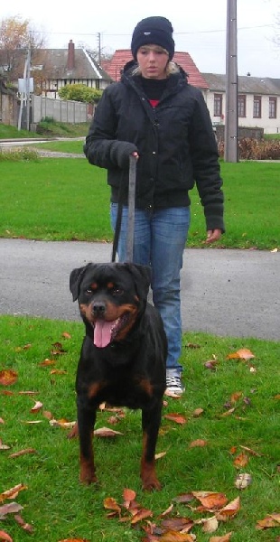 Publication : De chatoisillon Auteur : annick Willkomm