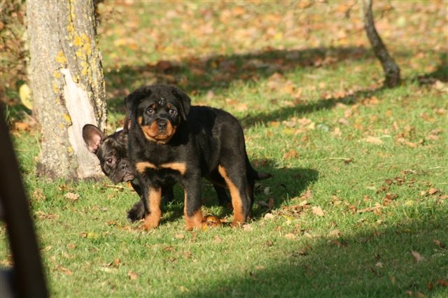 Publication : De chatoisillon Auteur : Stéph&Philippe