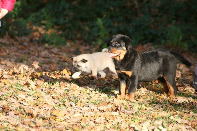 Publication : De chatoisillon Auteur : Stéph&Philippe