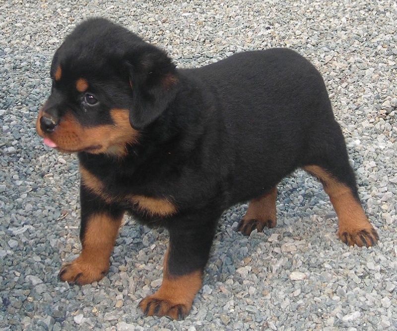 Publication : De chatoisillon Auteur : Annick Willkomm