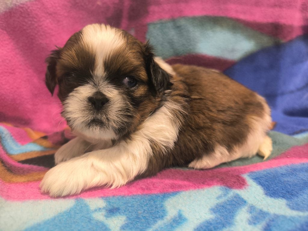 Shih Tzu - De chatoisillon