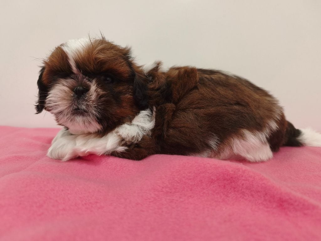 Shih Tzu - De chatoisillon