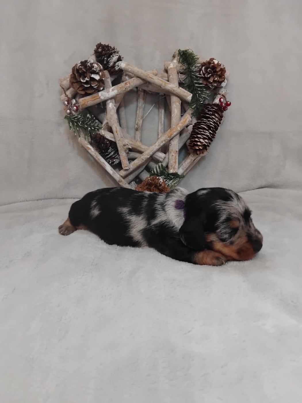 Mâle collier violet