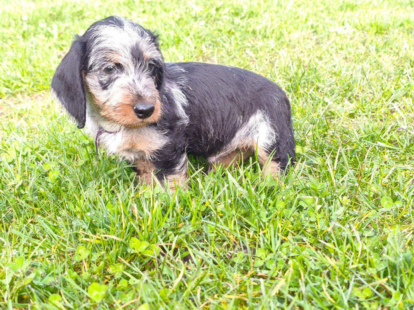 Mâle collier violet