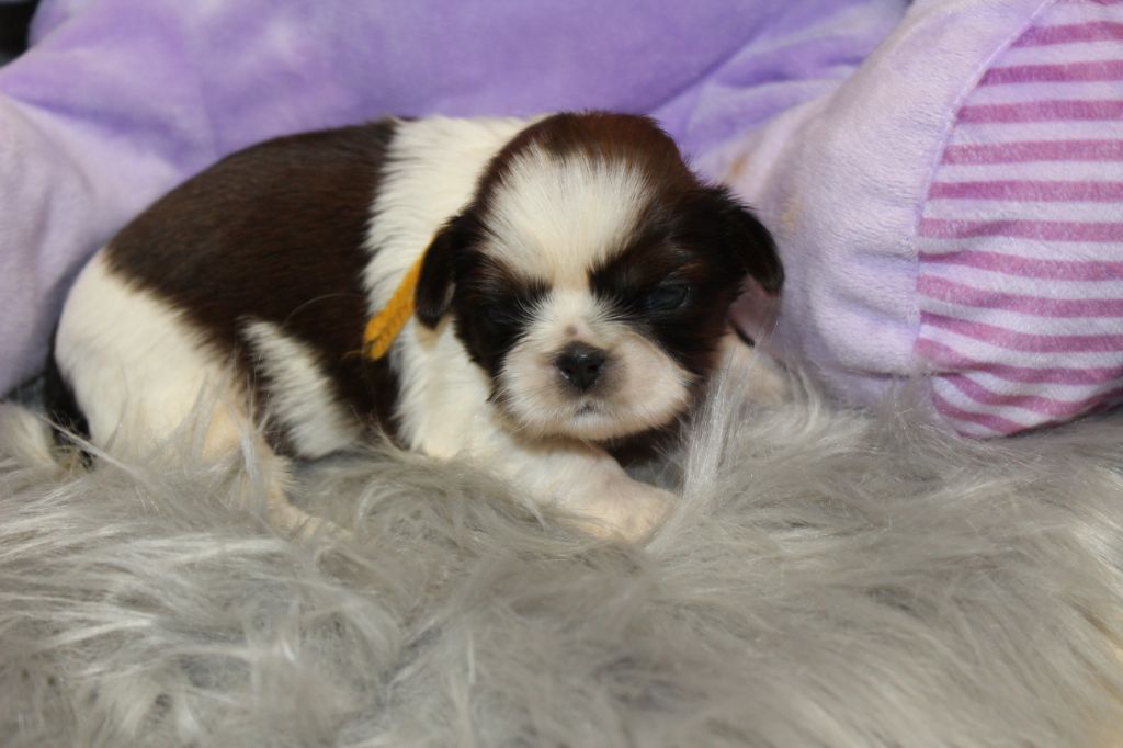 Chiot  Shih Tzu