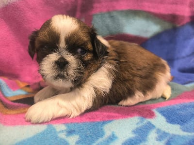 Les chiots de Shih Tzu