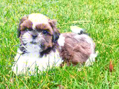 Les chiots de Shih Tzu