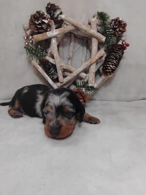 Les chiots de Teckel poil dur