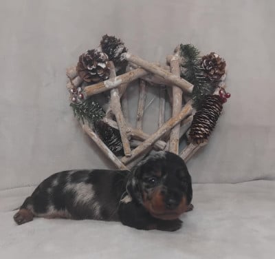 Les chiots de Teckel poil dur