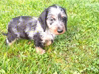 Les chiots de Teckel poil dur