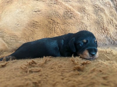 Les chiots de Teckel poil dur