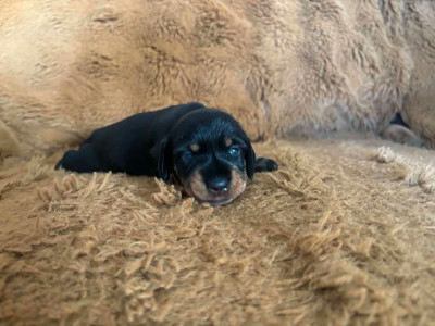 Les chiots de Teckel poil dur