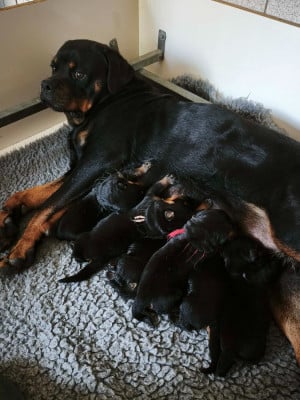 femelle collier rose - Rottweiler