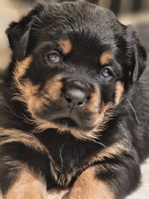 Les chiots de Rottweiler