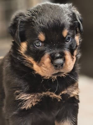 Les chiots de Rottweiler