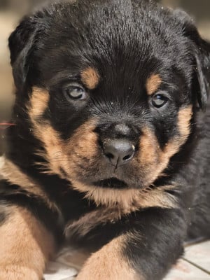 Les chiots de Rottweiler