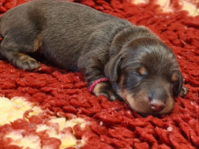 Les chiots de Teckel poil dur
