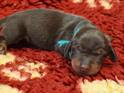 Les chiots de Teckel poil dur
