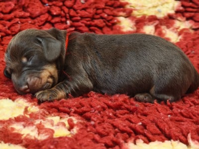 Les chiots de Teckel poil dur