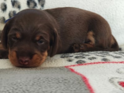 Les chiots de Teckel poil dur