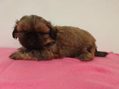 Les chiots de Shih Tzu