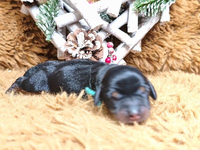 Les chiots de Teckel poil dur