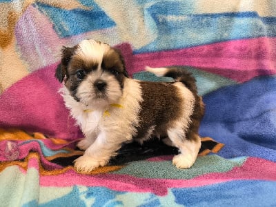 Les chiots de Shih Tzu