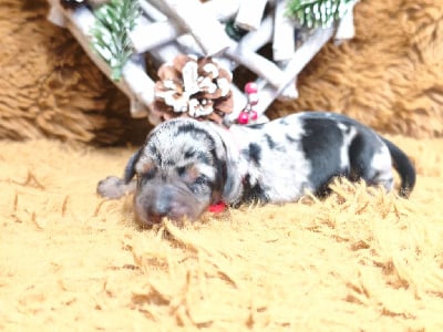 Les chiots de Teckel poil dur