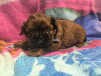 Les chiots de Shih Tzu