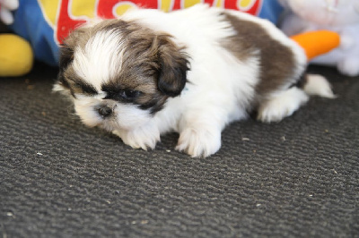 Les chiots de Shih Tzu
