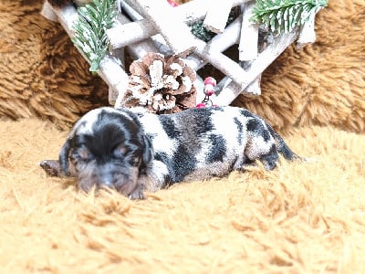 Les chiots de Teckel poil dur