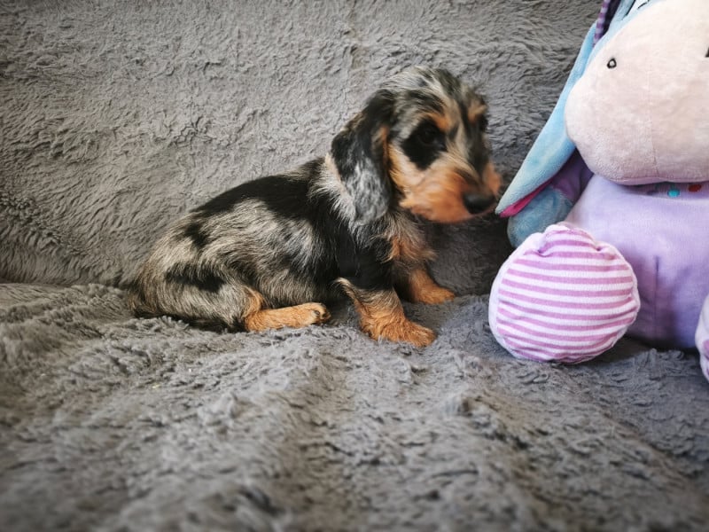 Teckel poil dur - De chatoisillon