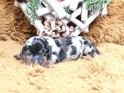 Teckel poil dur - De chatoisillon