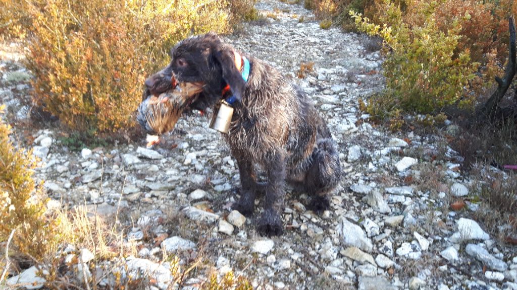 Publication : du Mas du Jonquier Auteur : M.ETENI