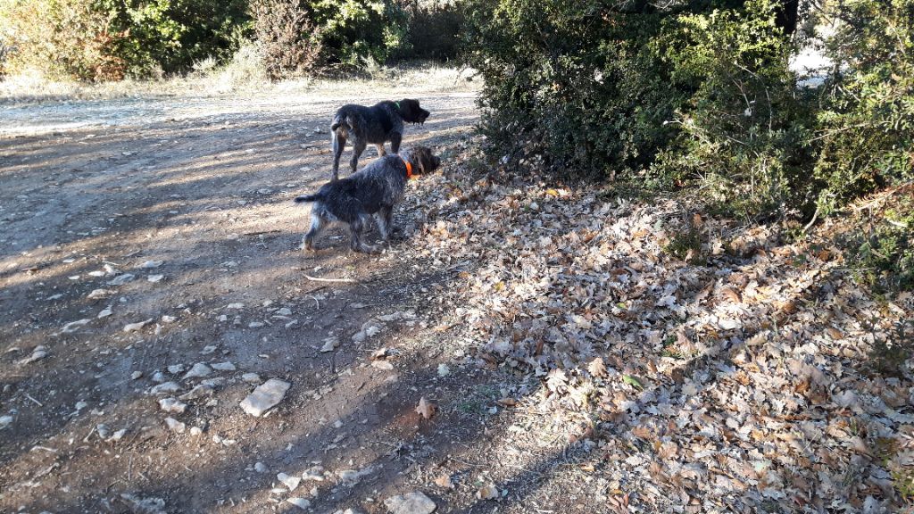 Publication : du Mas du Jonquier Auteur : M.ETENI