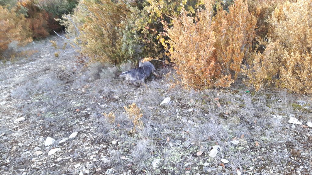 Publication : du Mas du Jonquier Auteur : M.ETENI