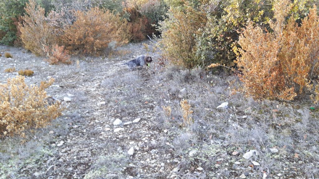 Publication : du Mas du Jonquier Auteur : M.ETENI