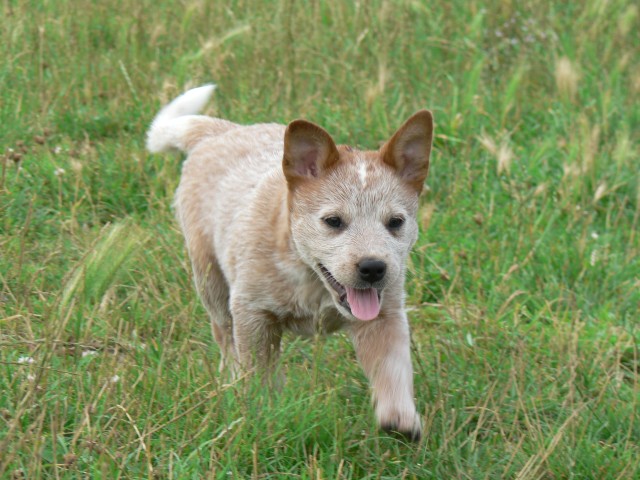 Cooma red (Sans Affixe)
