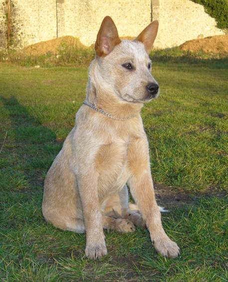 Cooma red (Sans Affixe)