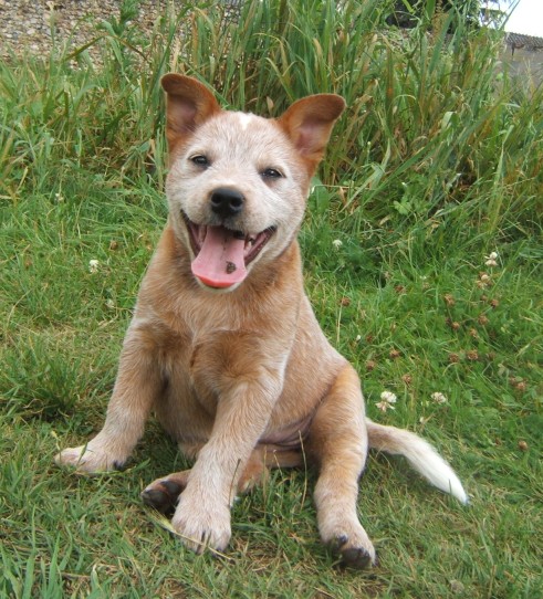 Cooma red (Sans Affixe)