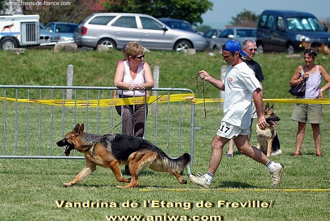 Vandrina de L'Etang de Freville - 1ère classe ouverte femelle