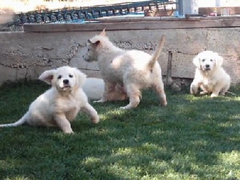 Accueil Elevage Hubac De Gaget Eleveur Golden Retriever