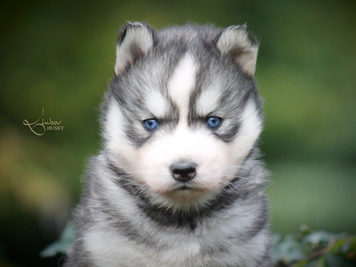 LIUBOV'S ARTEMIS - Siberian Husky