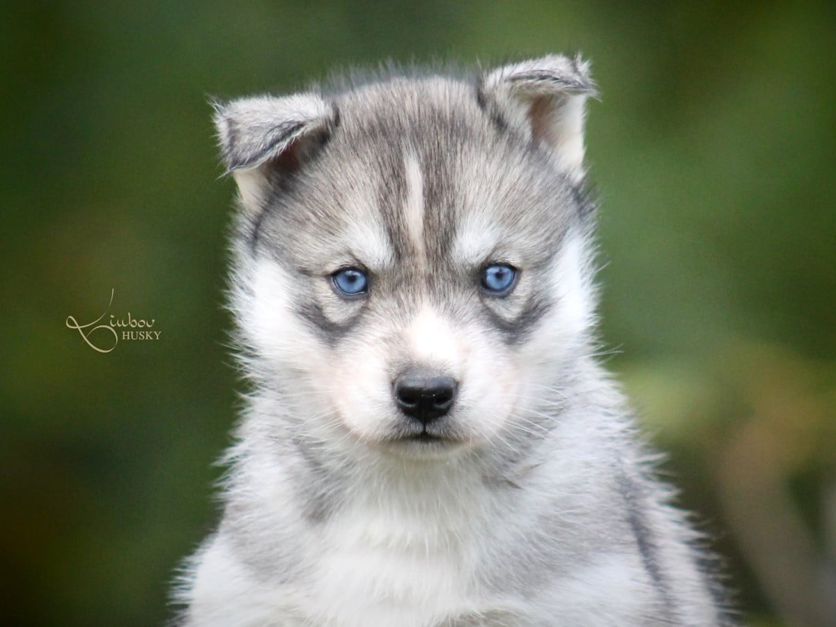 LIUBOV'S ALPHA - Siberian Husky